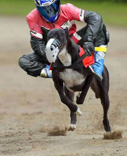 motorko-psie preteky